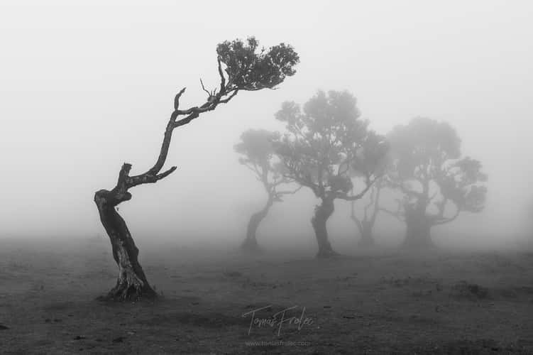 Fog Forest Fanal, Madeira