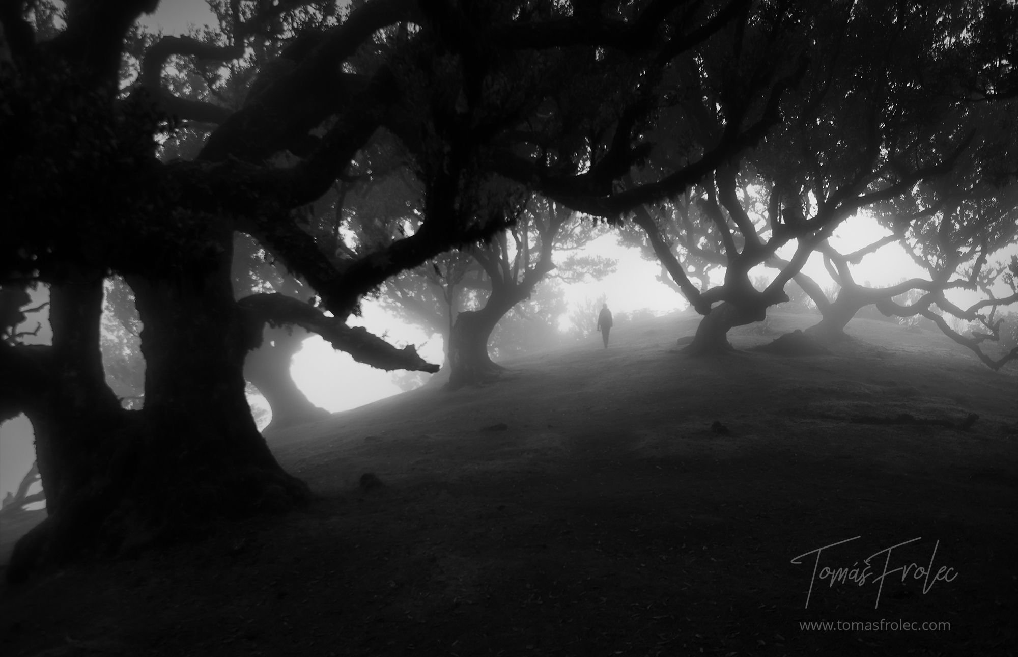 Fog Forest Fanal, Madeira, Portugal