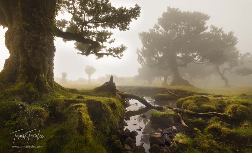 Fog Forest Fanal, Madeira