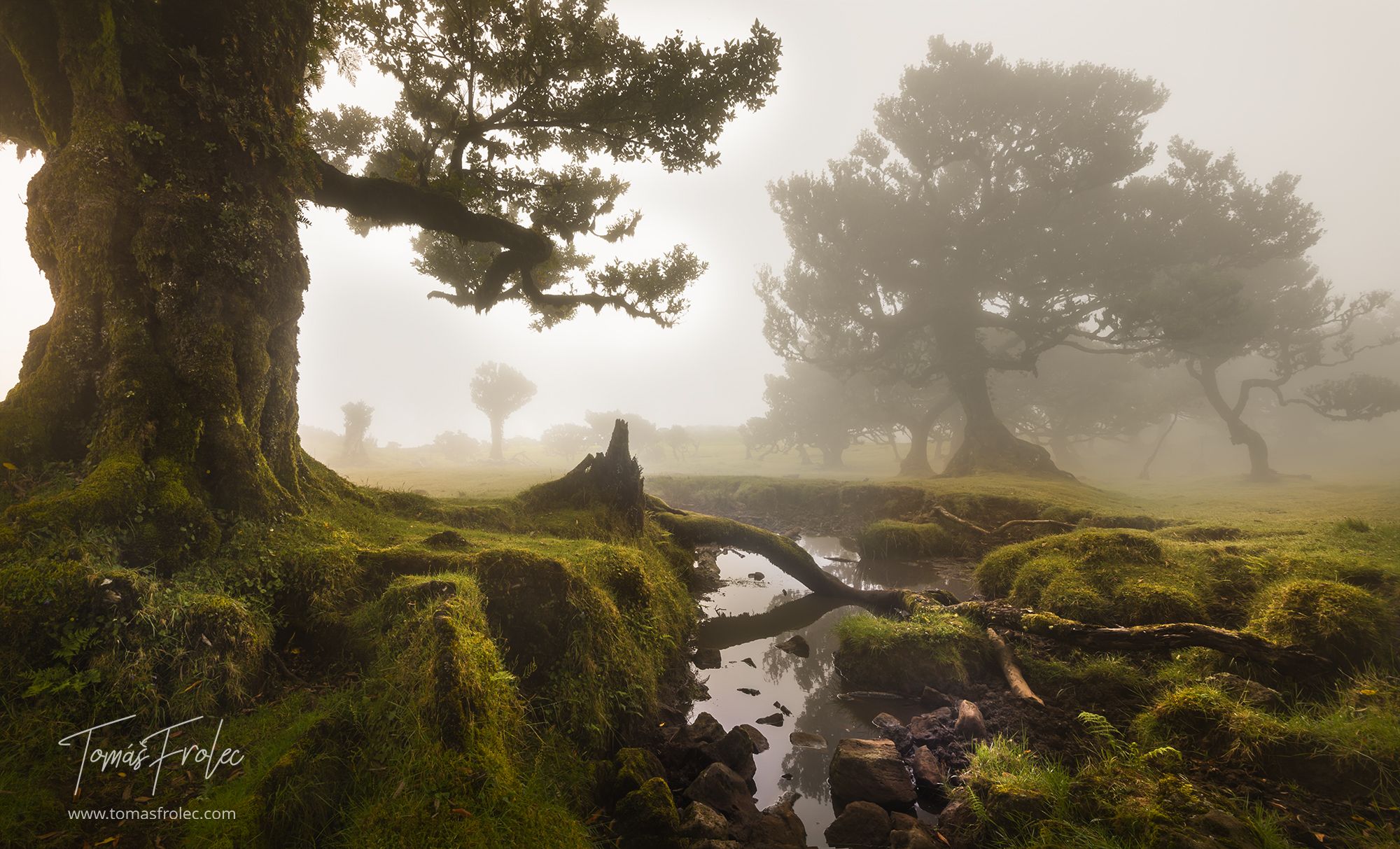 Fog Forest Fanal, Madeira, Portugal