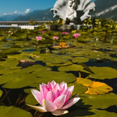 I Giardini di Villa Melzi, Bellagio, Lake Como, Italy