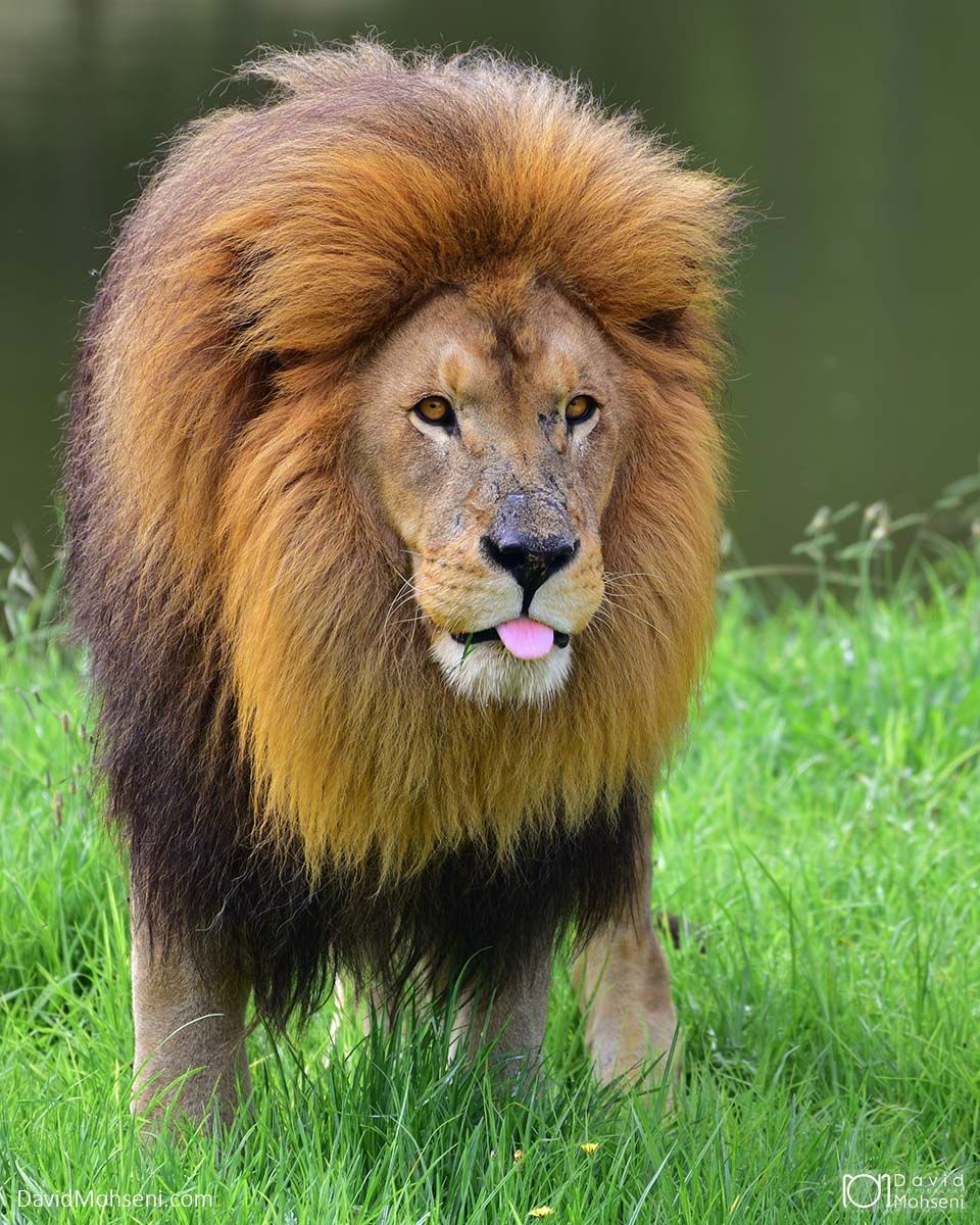 Lion African Wildlife, South Africa