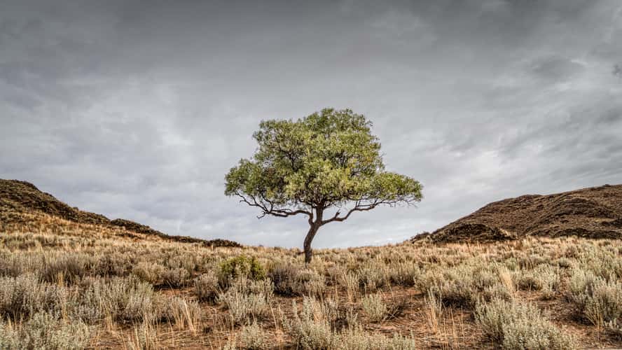 Lone Tree