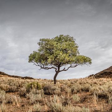 Lone Tree, Australia
