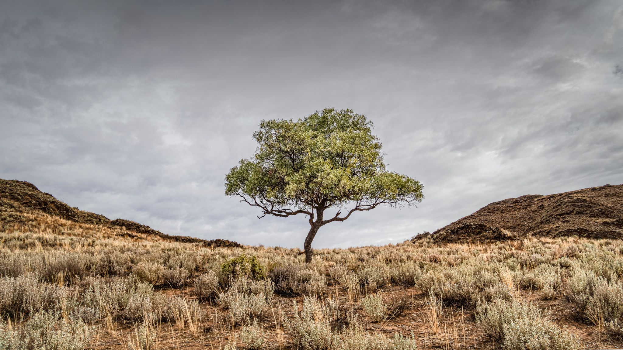 Lone Tree, Australia