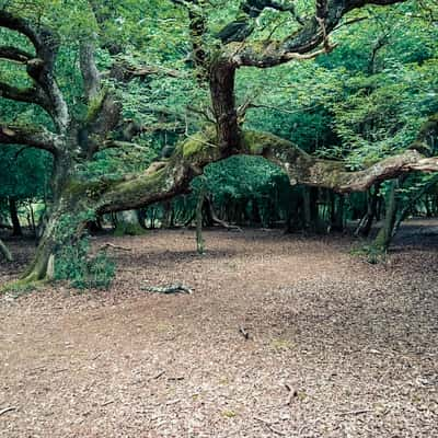 New Forest, United Kingdom