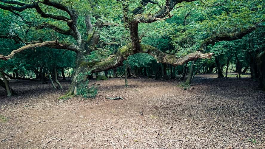 New Forest