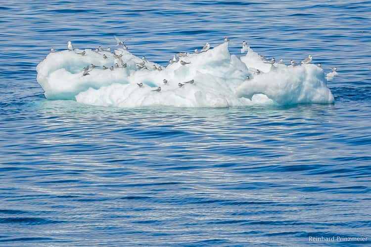 Passing Kangia Icefjord