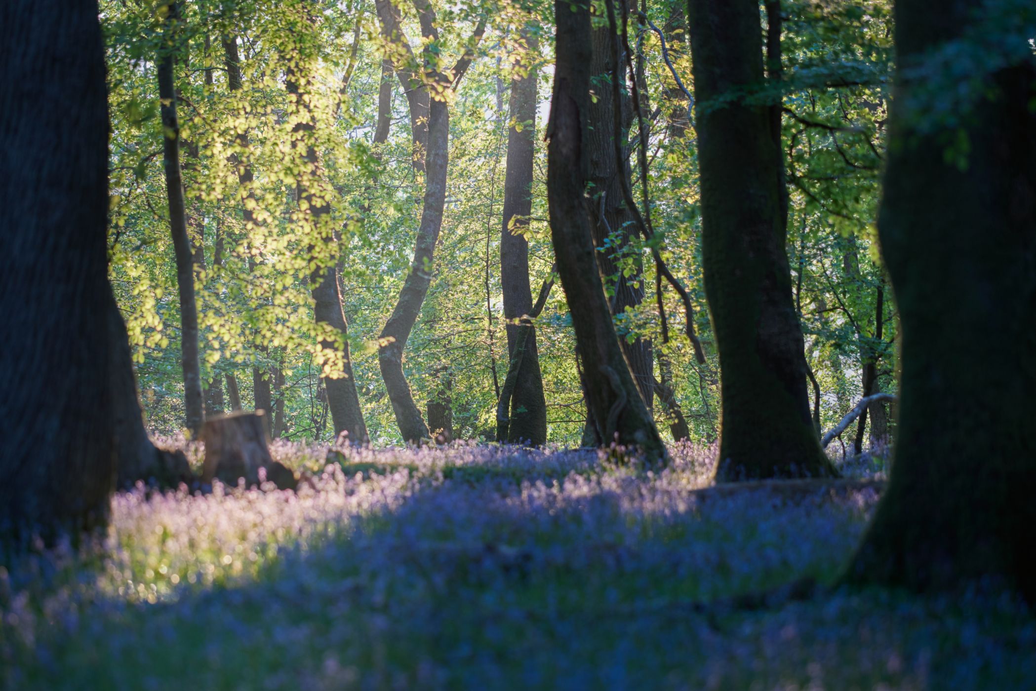 Plymbridge woods, United Kingdom