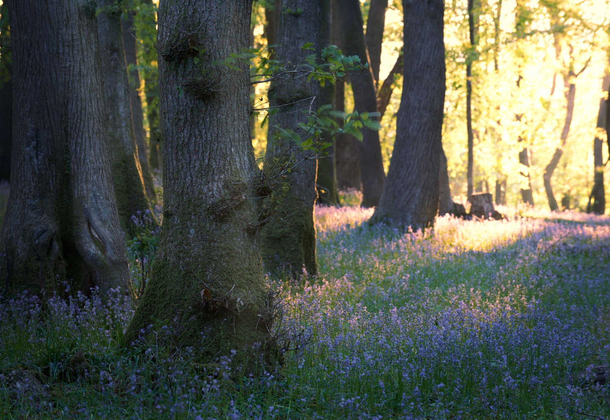 Plymbridge woods, United Kingdom
