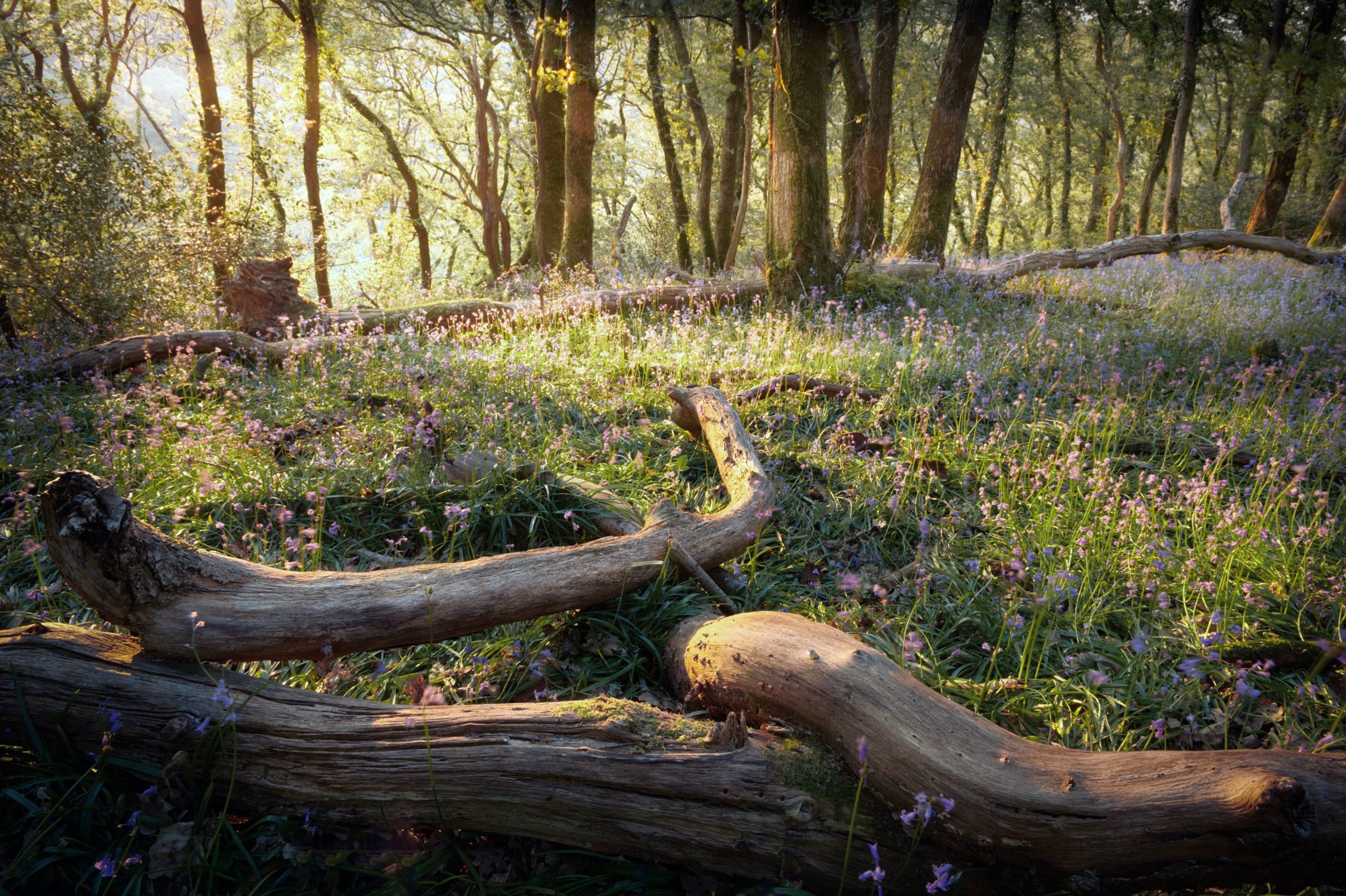 Plymbridge woods, United Kingdom
