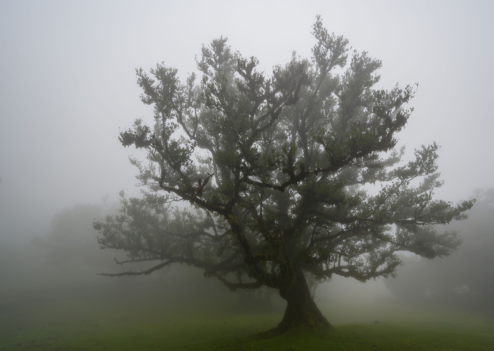 Fog Forest Fanal, Madeira, Portugal