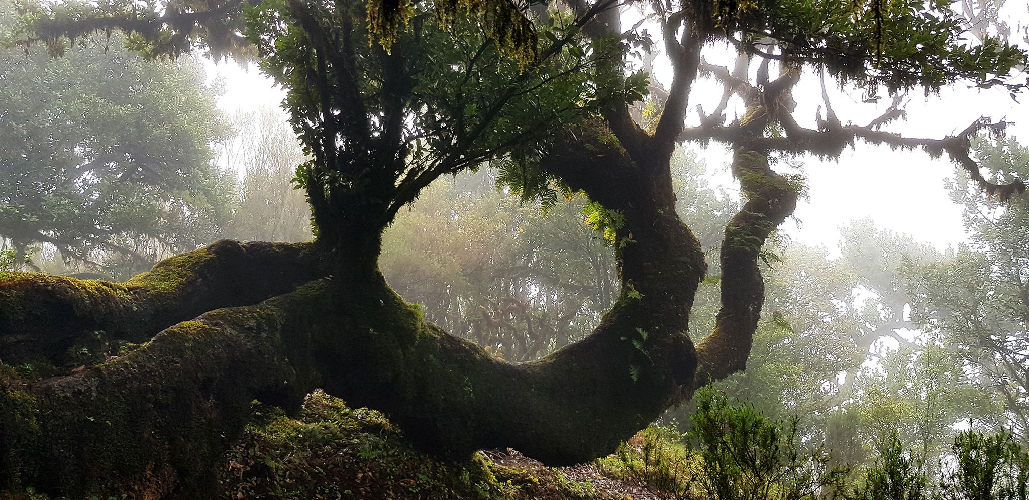 Fog Forest Fanal, Madeira, Portugal