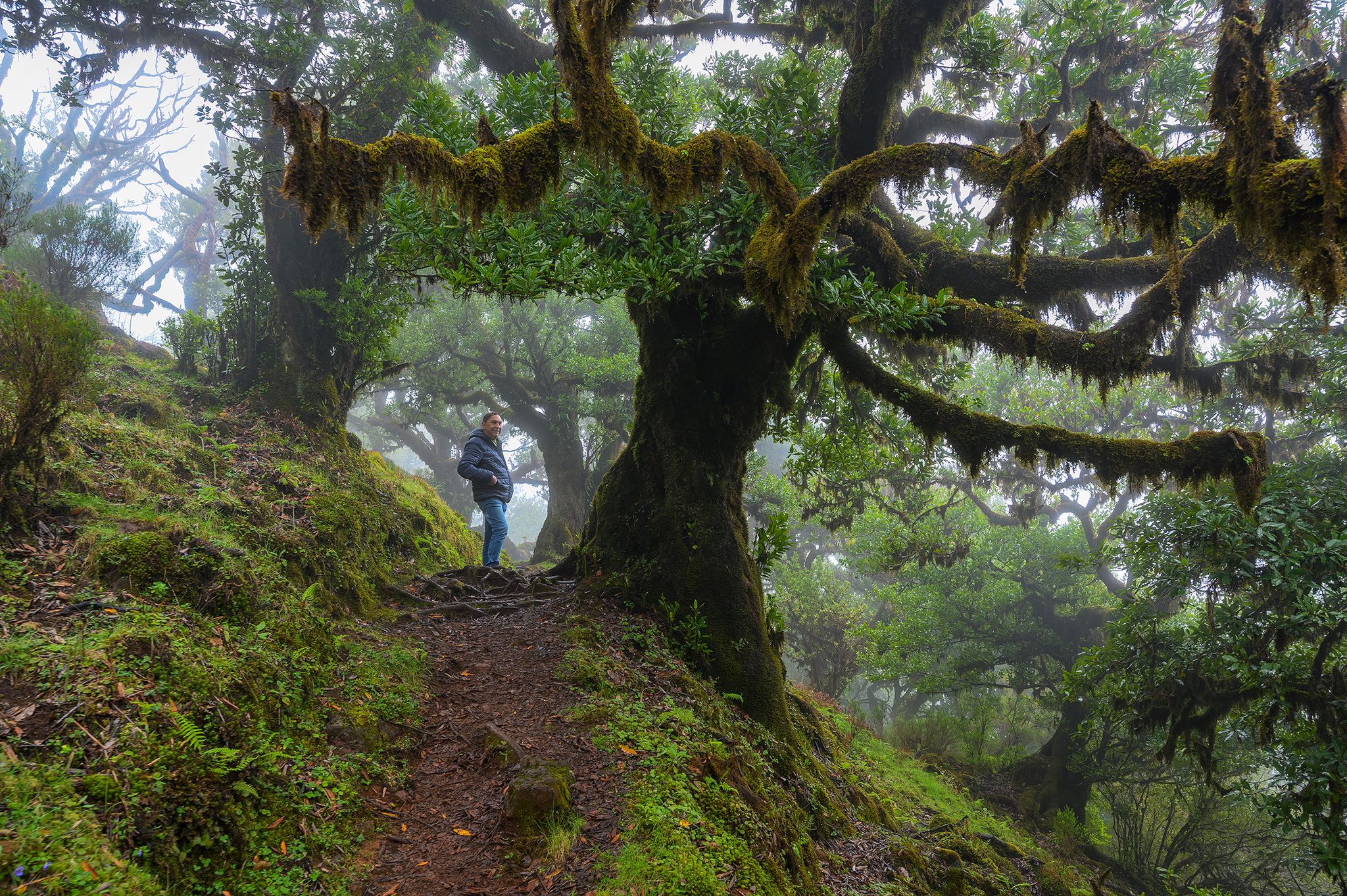 Fog Forest Fanal, Madeira, Portugal