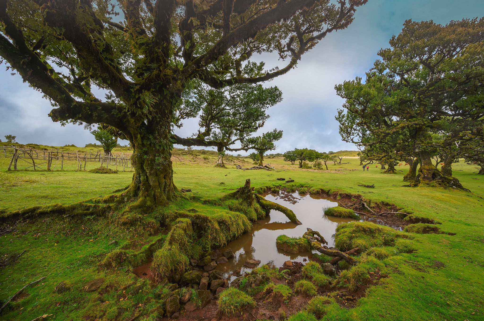 Fog Forest Fanal, Madeira, Portugal