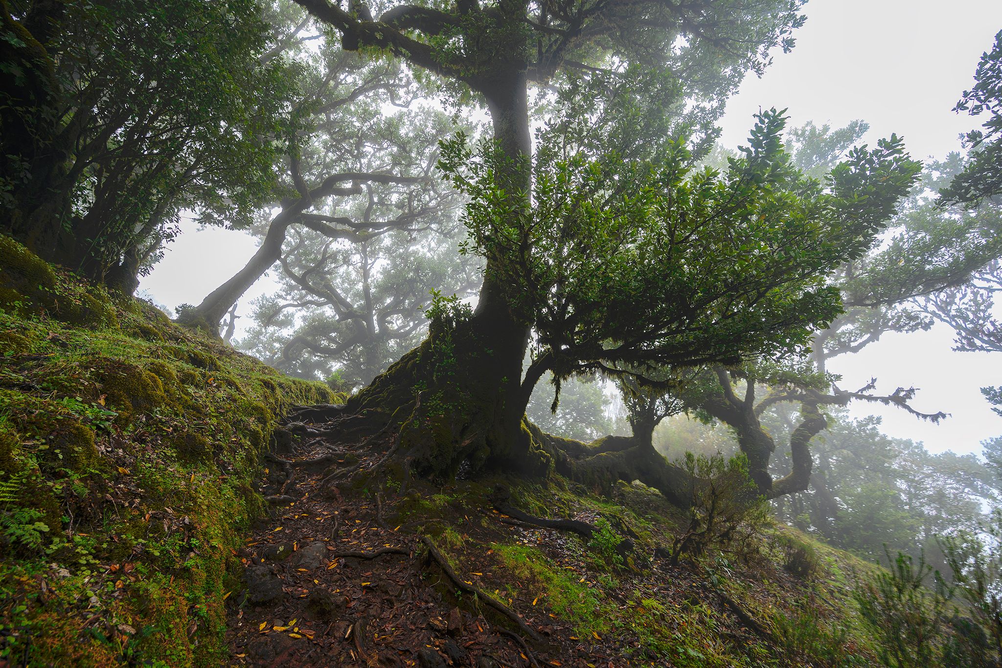Fog Forest Fanal, Madeira, Portugal