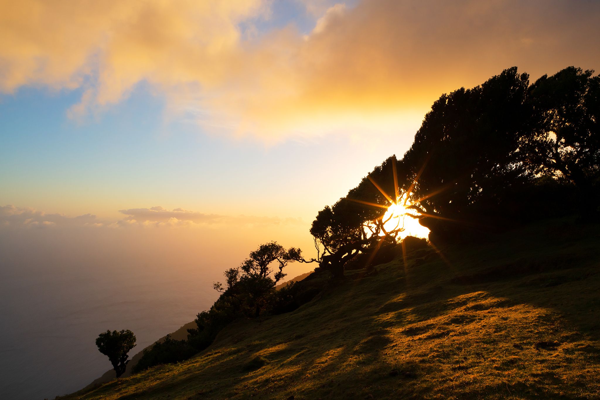 Fog Forest Fanal, Madeira, Portugal