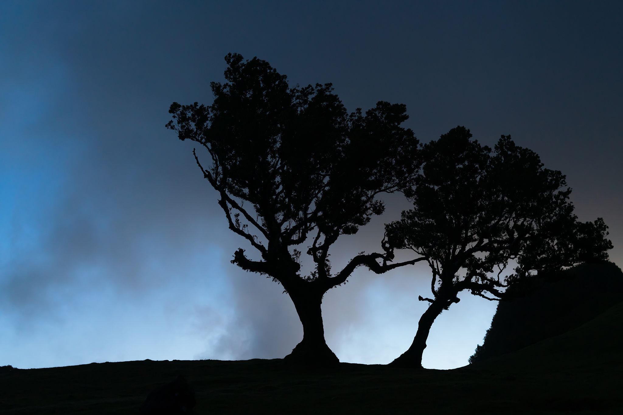 Fog Forest Fanal, Madeira, Portugal