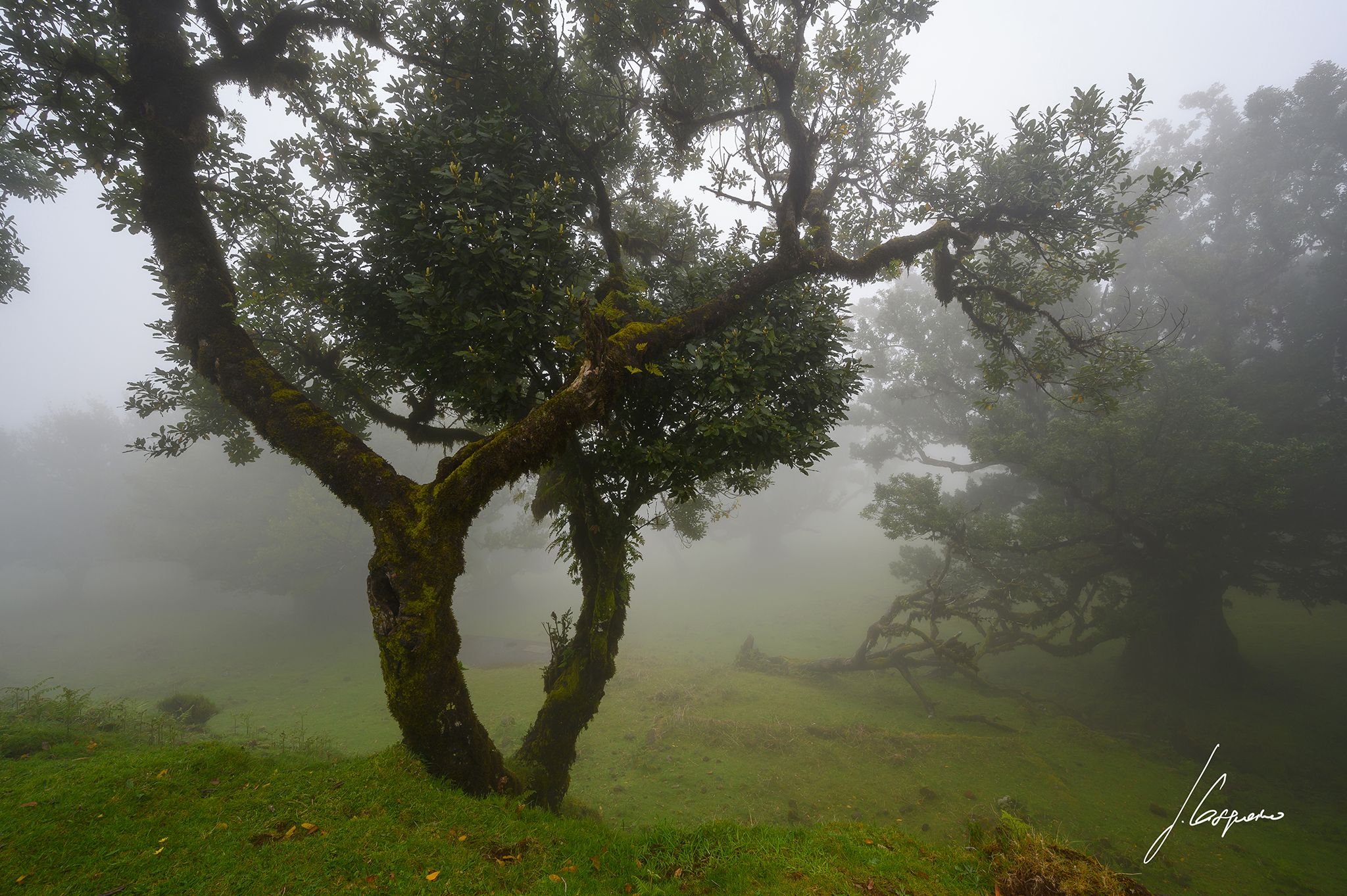 Fog Forest Fanal, Madeira, Portugal
