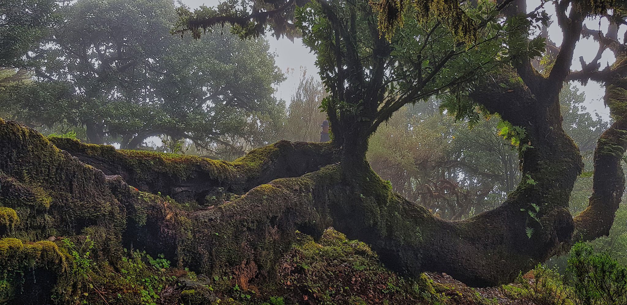 Fog Forest Fanal, Madeira, Portugal
