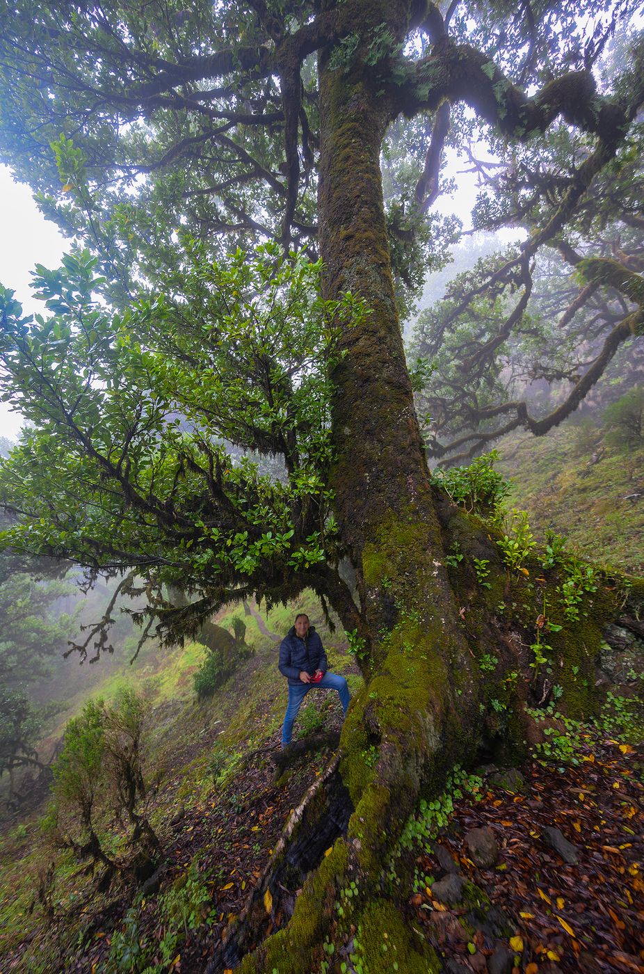 Fog Forest Fanal, Madeira, Portugal
