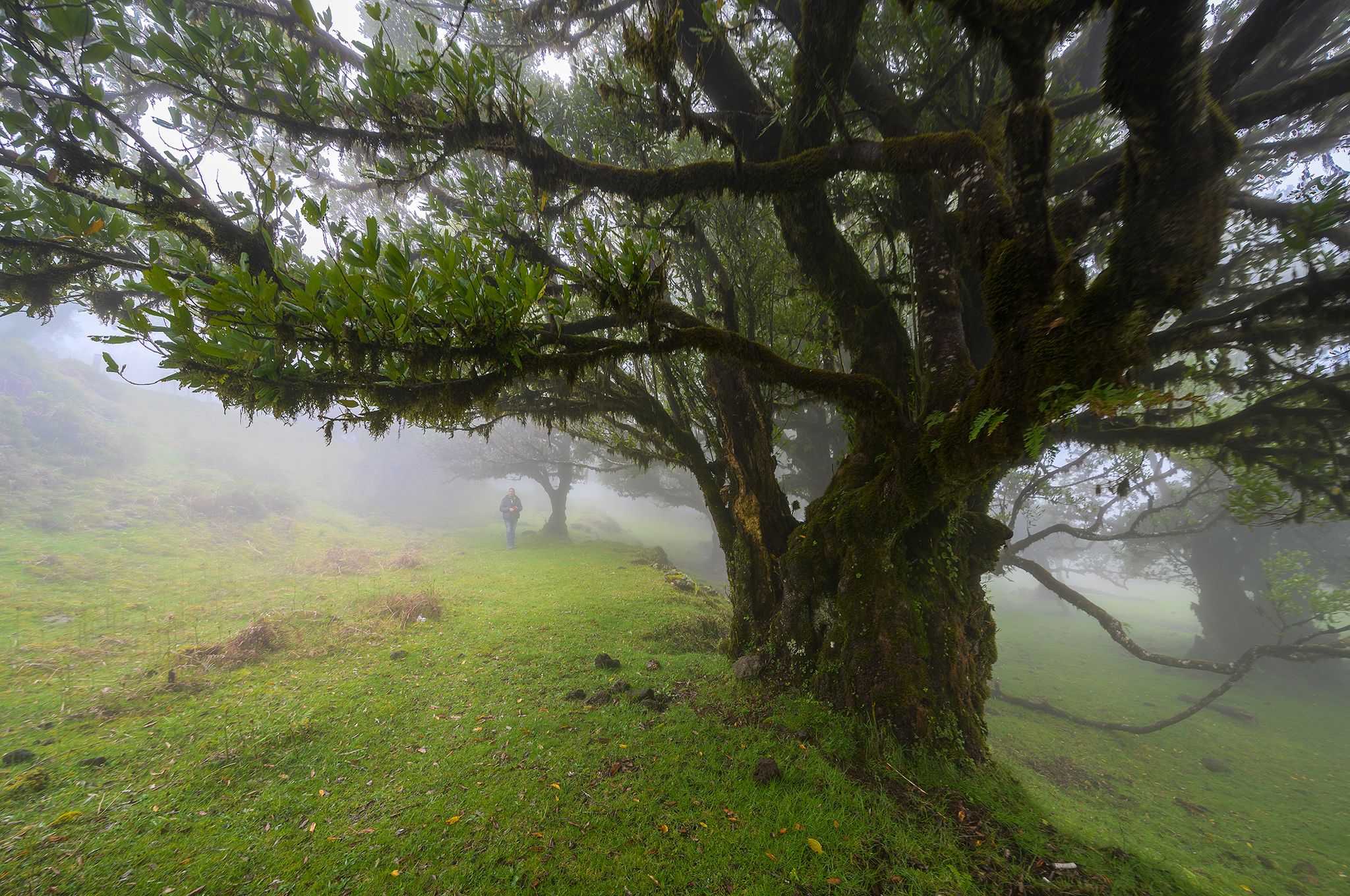 Fog Forest Fanal, Madeira, Portugal
