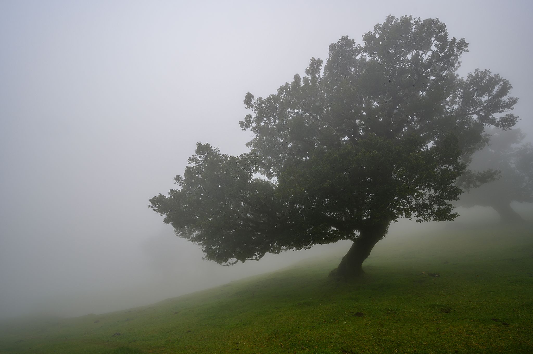 Fog Forest Fanal, Madeira, Portugal