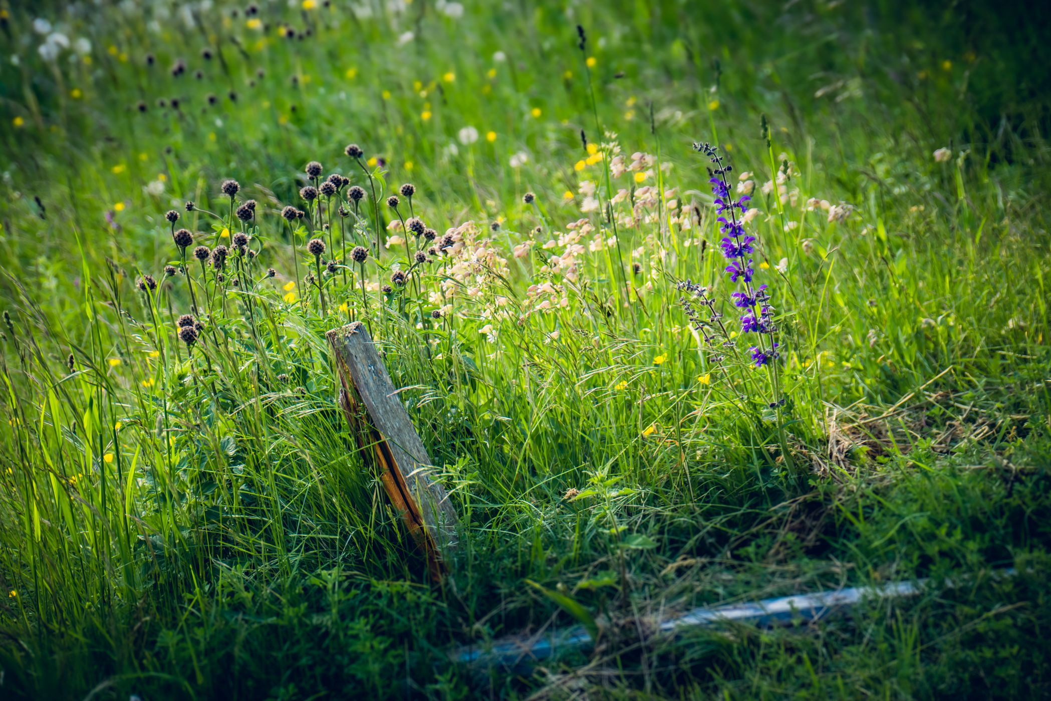 Savognin Forest Playground, Switzerland