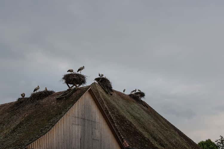 Storche am Affenberg Salem