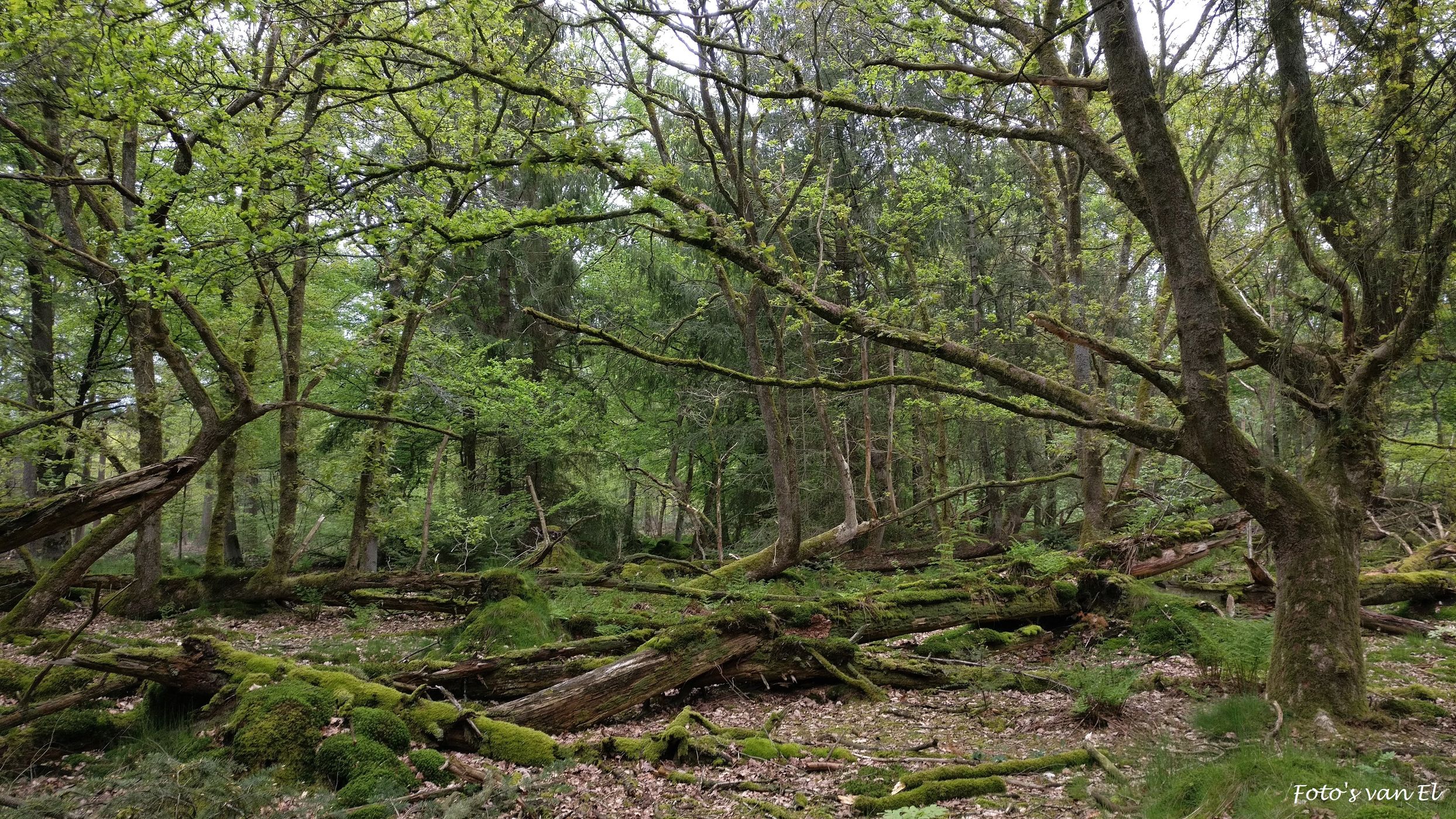 Stormbos/Stormforest, Buinen, Drenthe, Netherlands
