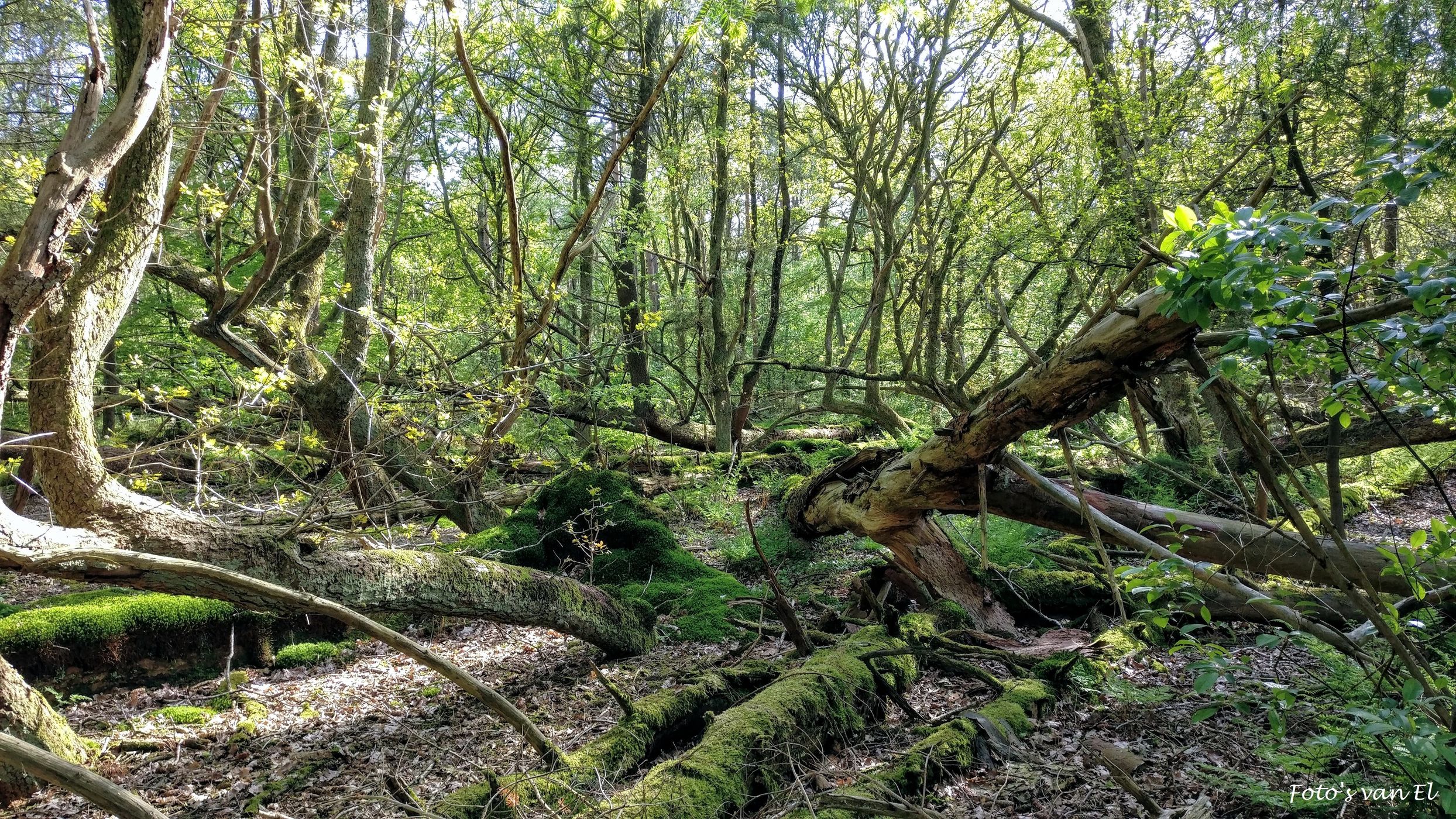 Stormbos/Stormforest, Buinen, Drenthe, Netherlands