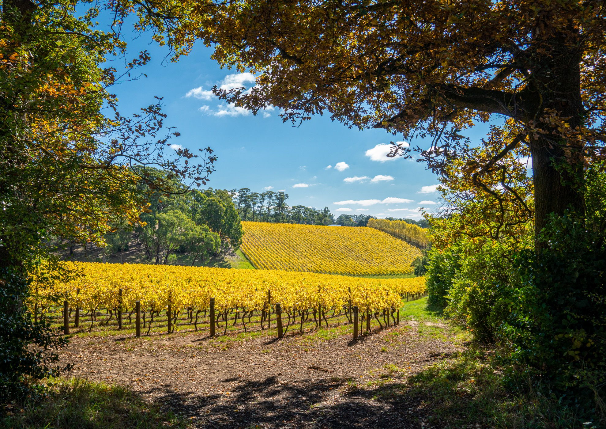 Summertown Vineyard, Australia