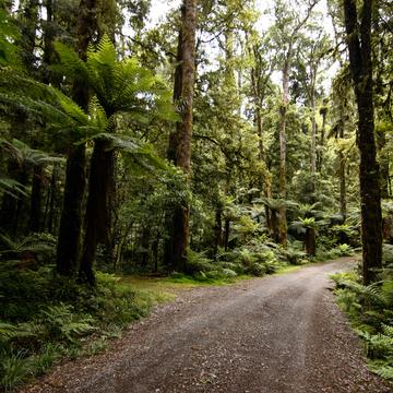 Whirinaki Forest, New Zealand