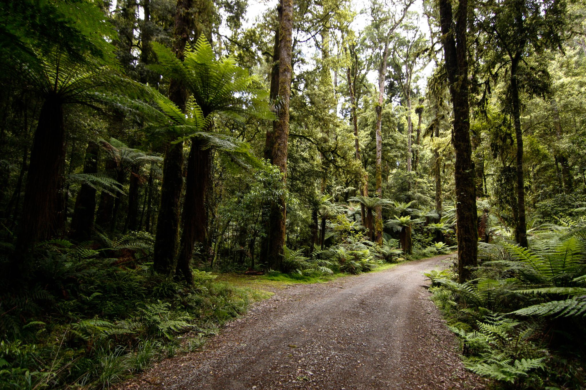 Whirinaki Forest, New Zealand