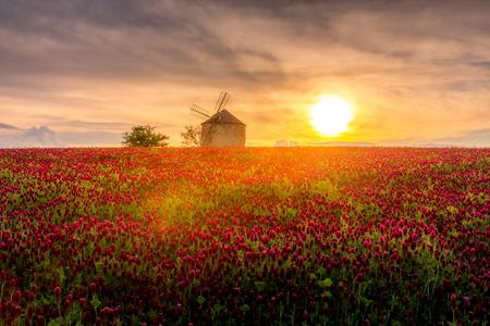 Windmill in the middle of a blooming clover field