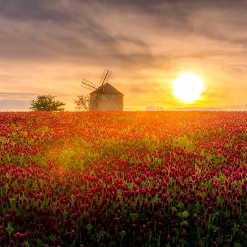 Windmill in the middle of a blooming clover field, Czech Republic