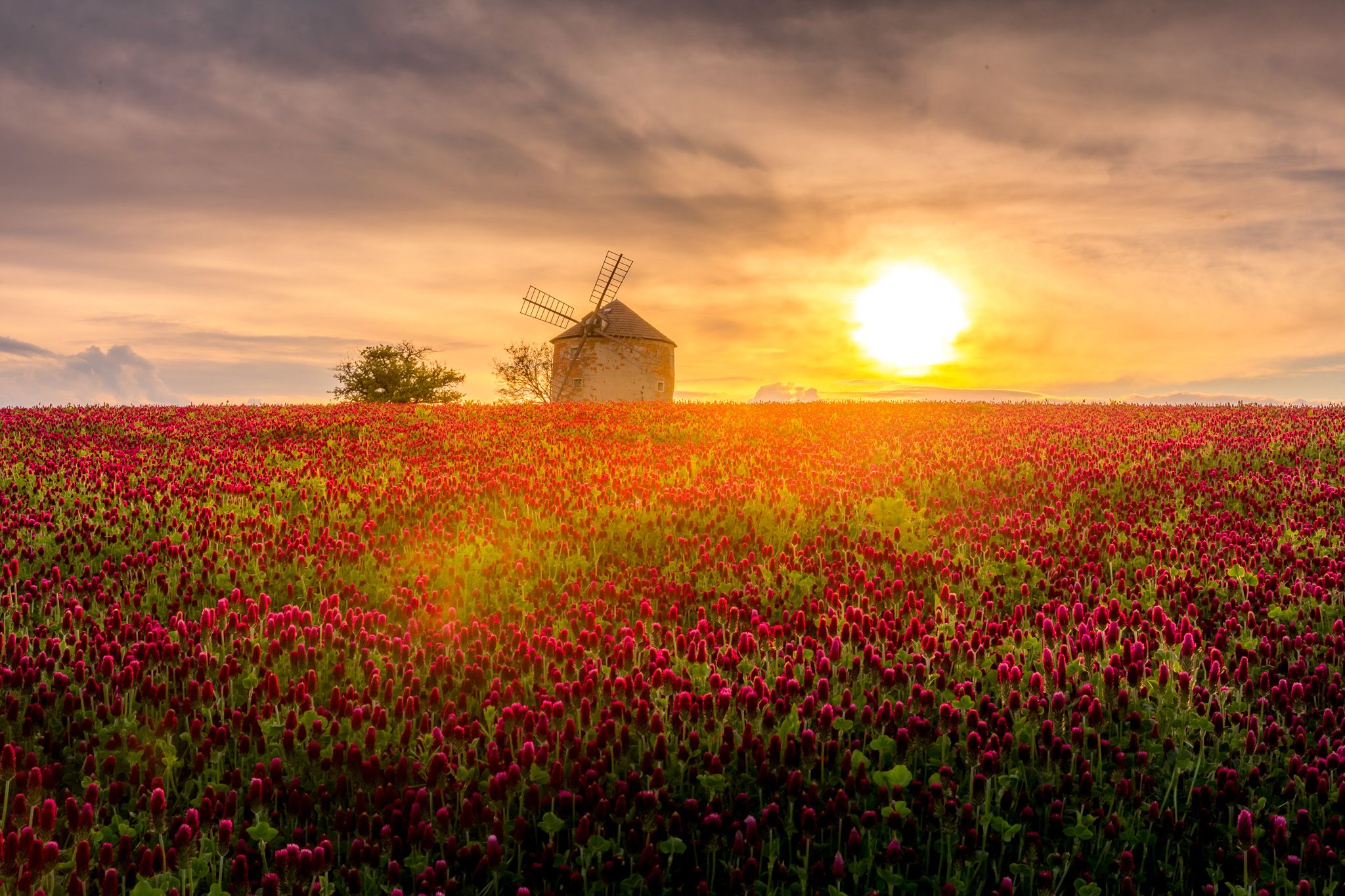 Windmill in the middle of a blooming clover field, Czech Republic