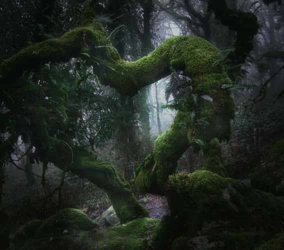 Wistman Woods