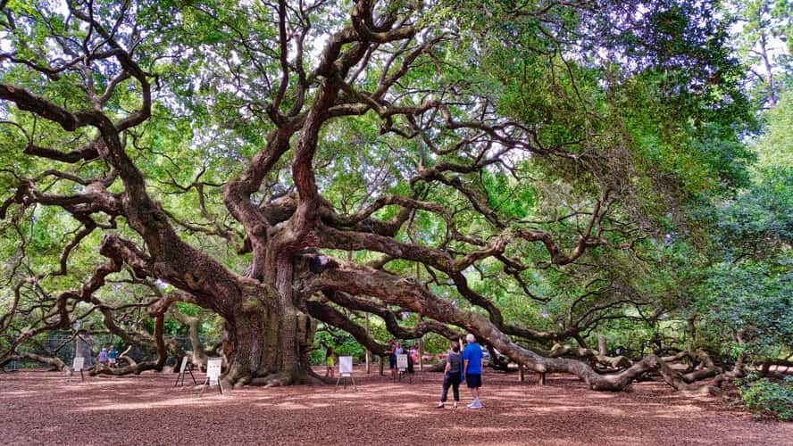 Angel Oak