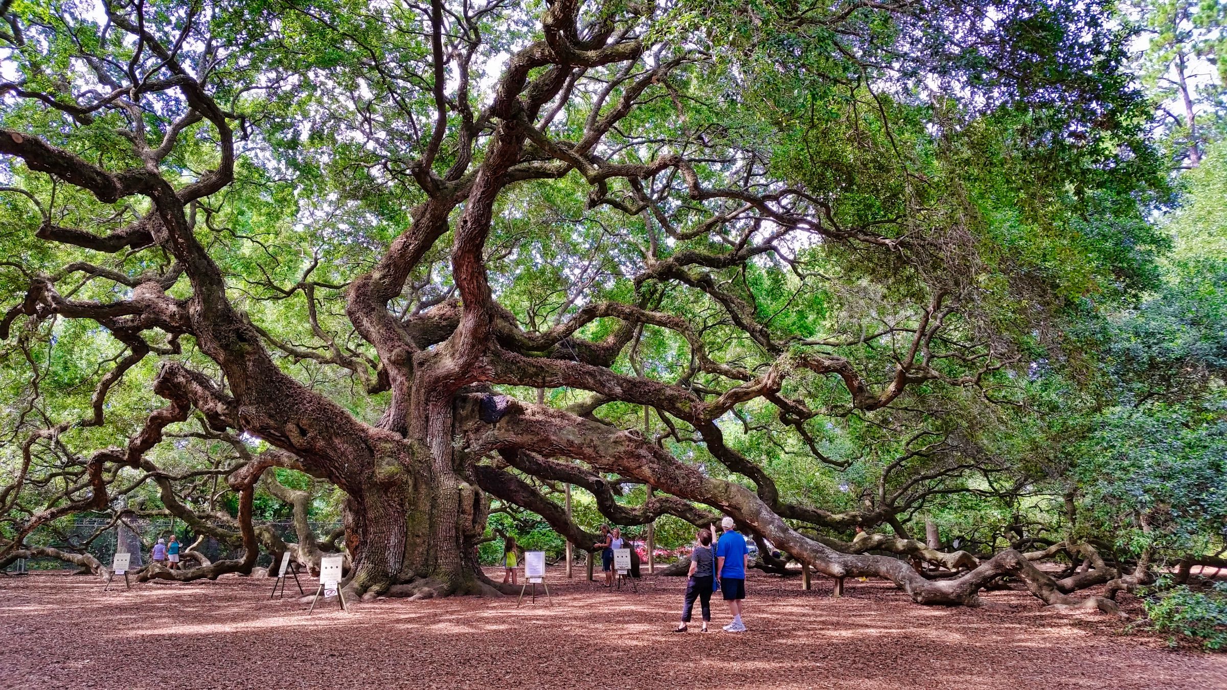 Angel Oak, USA