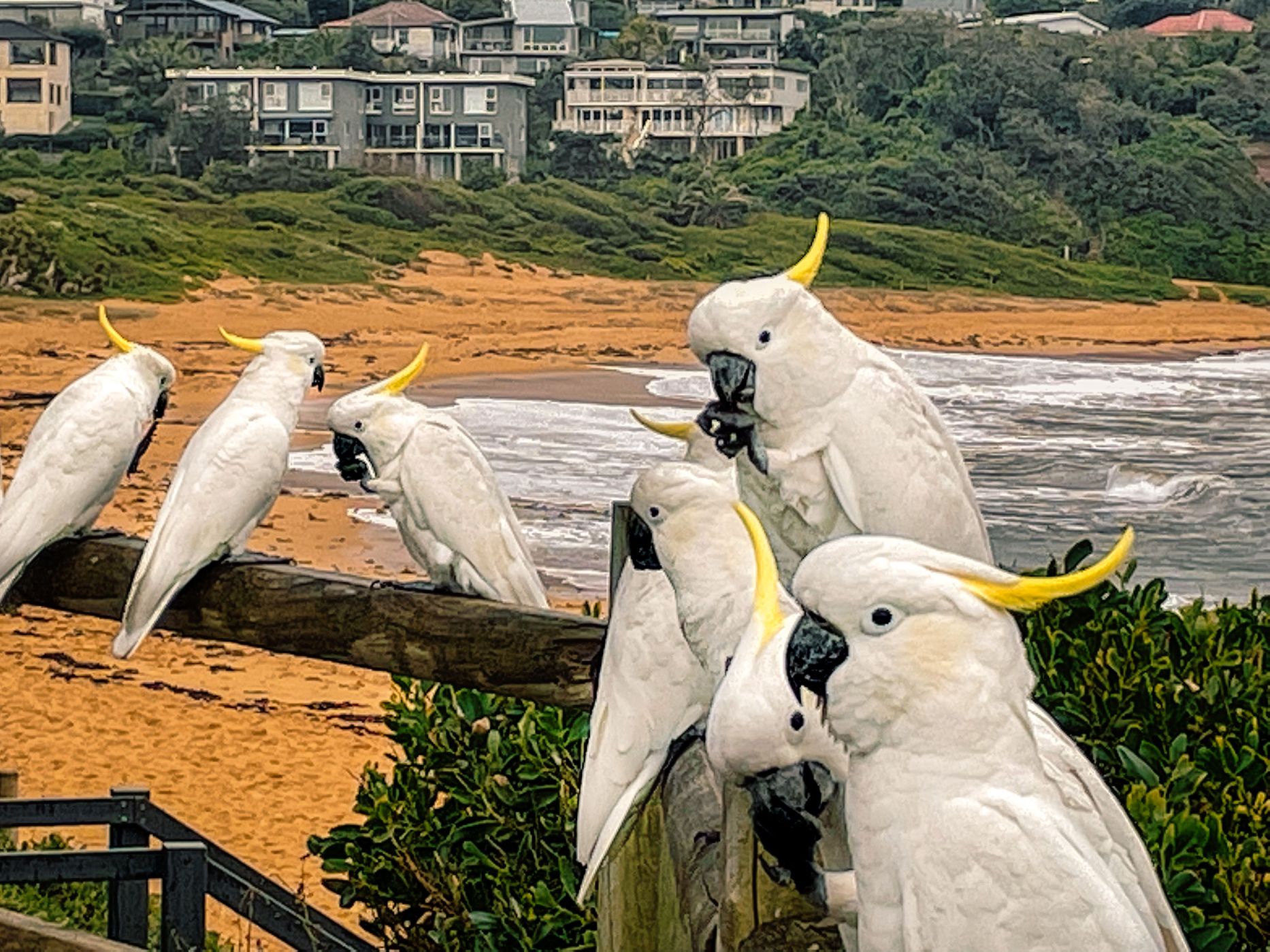 Cockatoos The Basin, Mona Vale, Northern Beaches, NSW, Australia