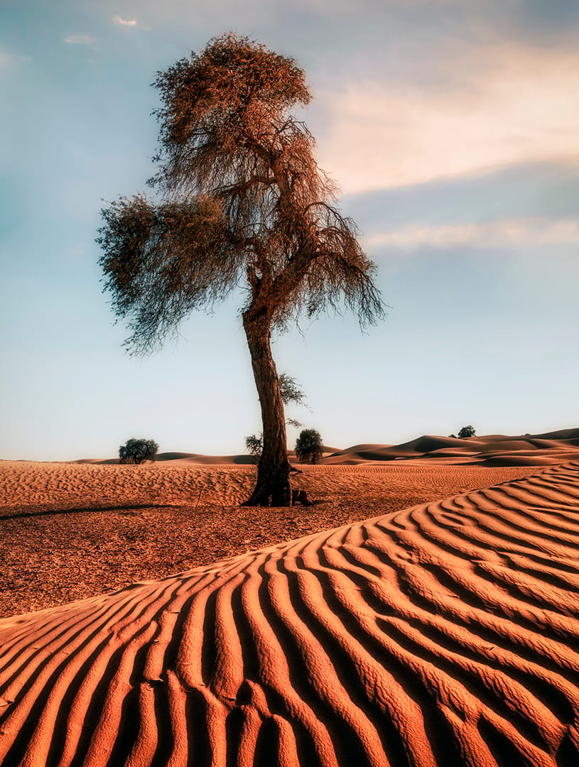 Emirate Desert white sands, United Arab Emirates
