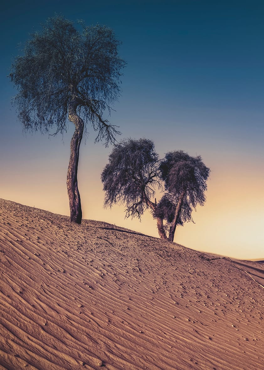 Emirate Desert white sands, United Arab Emirates