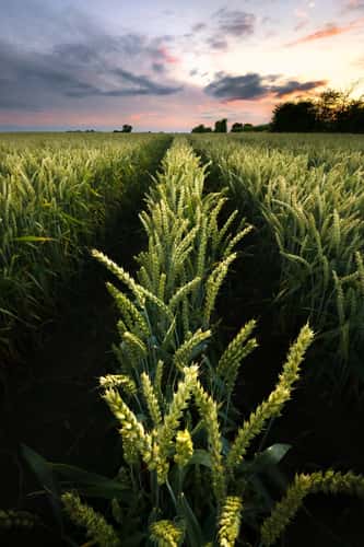 Field, Wolfsburg