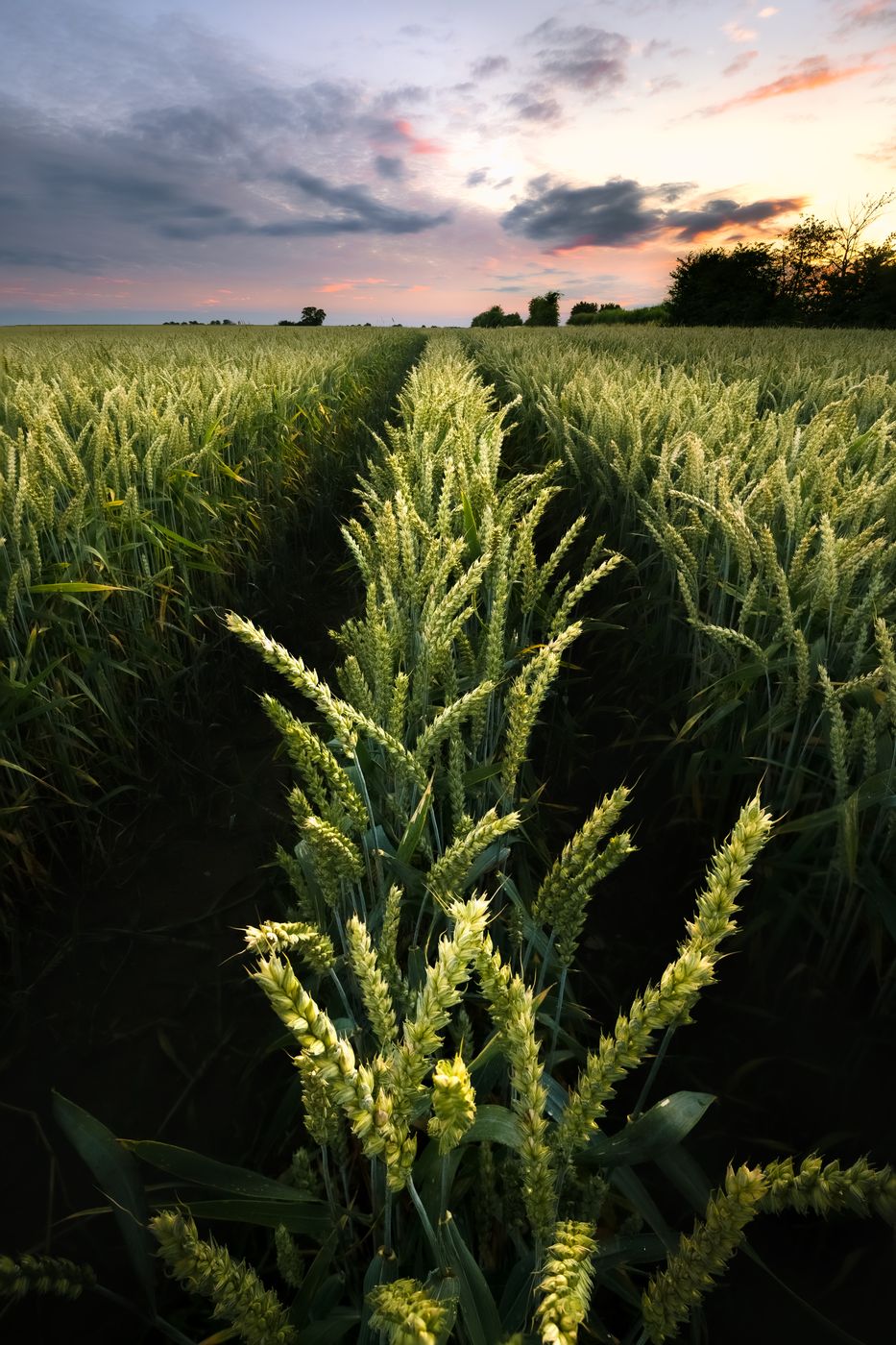 Field, Wolfsburg, Germany