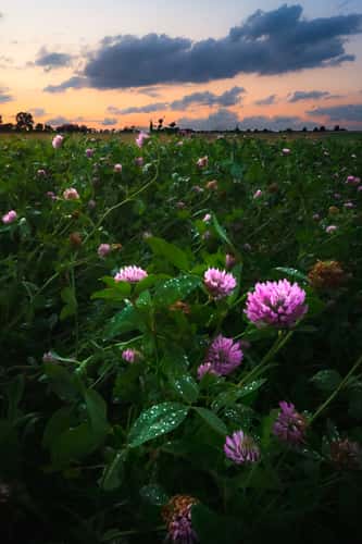 Field, Wolfsburg