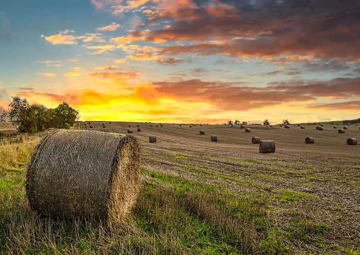 Field