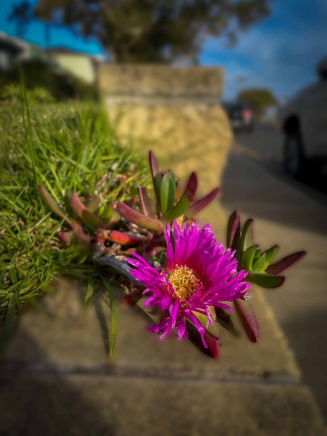 Flower on the wall, Mona Vale, Sydney, Australia