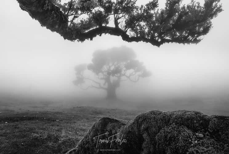Fog Forest Fanal, Madeira