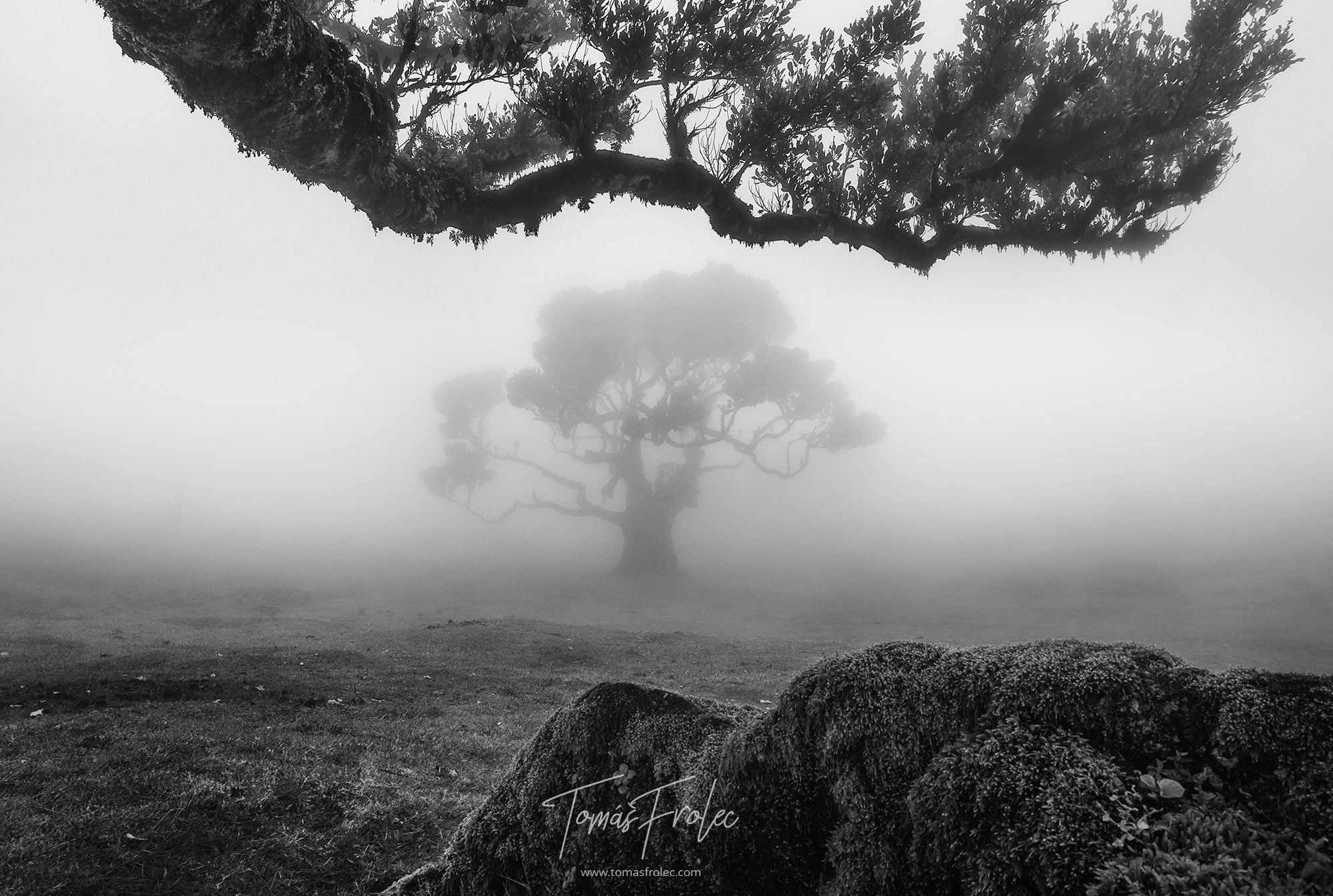 Fog Forest Fanal, Madeira, Portugal